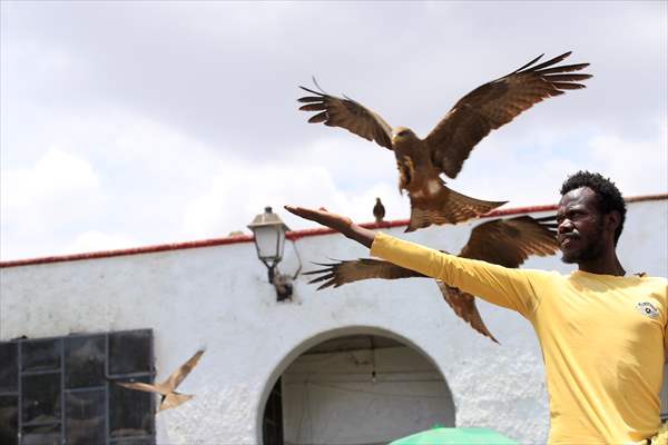 Falcon trainer in Ethiopian city takes show to another level