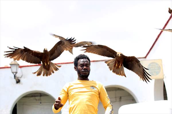 Falcon trainer in Ethiopian city takes show to another level