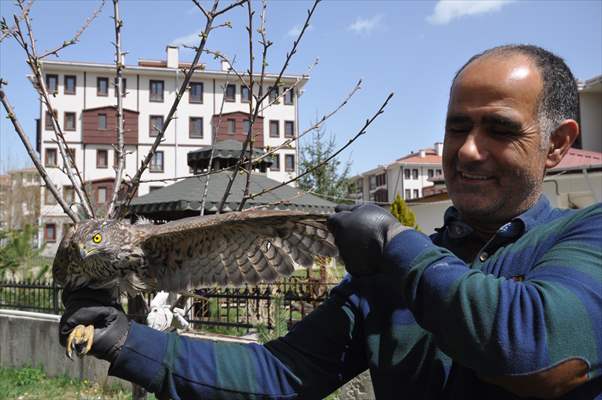Bolu'da güvercin avlarken duvara çarpan atmaca yaralandı