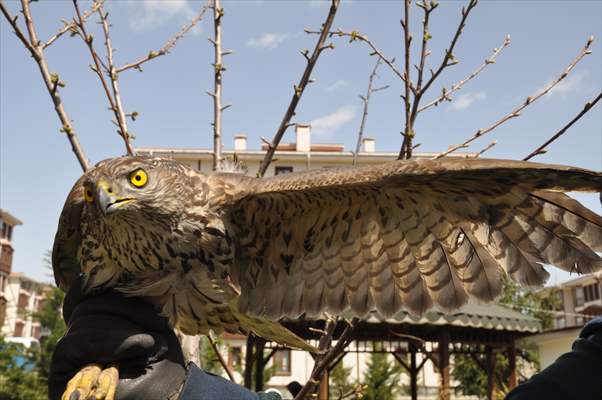 Bolu'da güvercin avlarken duvara çarpan atmaca yaralandı