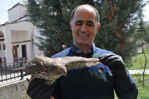 Bolu'da güvercin avlarken duvara çarpan atmaca yaralandı