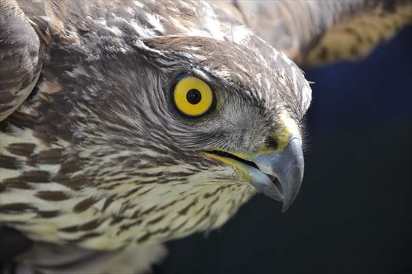 Bolu'da güvercin avlarken duvara çarpan atmaca yaralandı