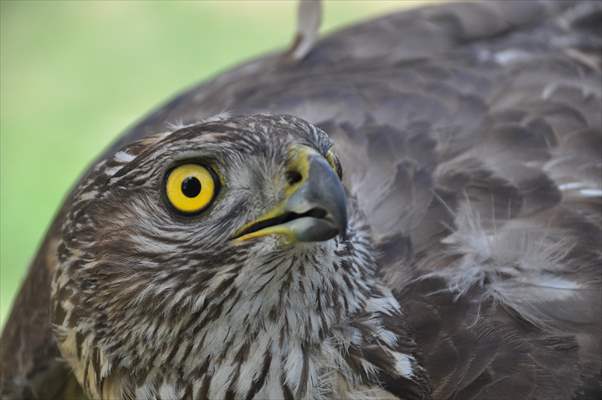 Bolu'da güvercin avlarken duvara çarpan atmaca yaralandı
