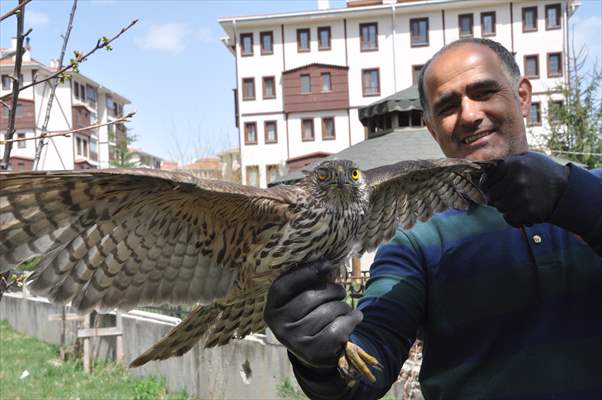 Bolu'da güvercin avlarken duvara çarpan atmaca yaralandı