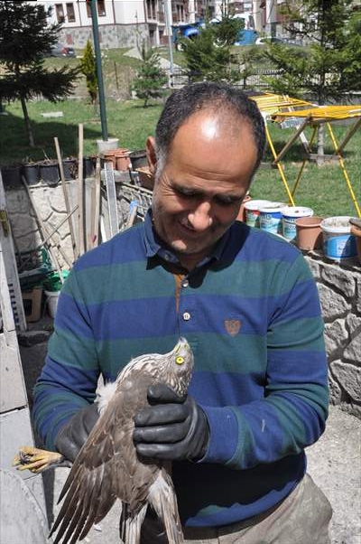 Bolu'da güvercin avlarken duvara çarpan atmaca yaralandı