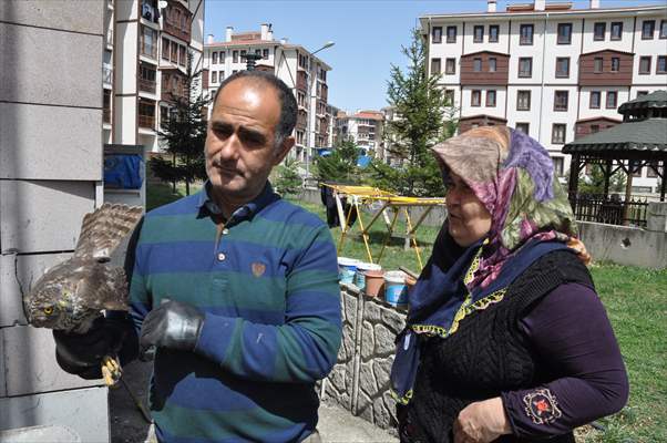 Bolu'da güvercin avlarken duvara çarpan atmaca yaralandı