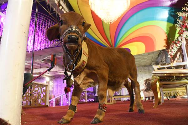 Meet the world’s smallest cow in Pakistan