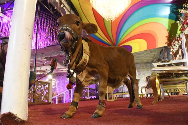 Meet the world’s smallest cow in Pakistan