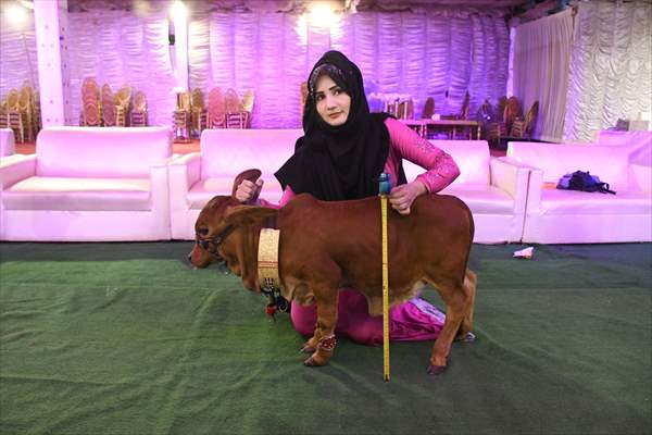 Meet the world’s smallest cow in Pakistan