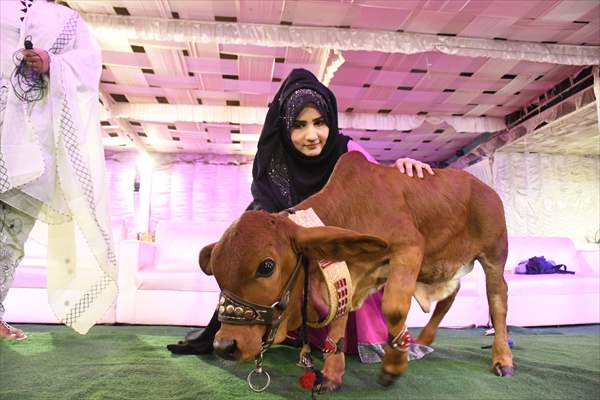 Meet the world’s smallest cow in Pakistan