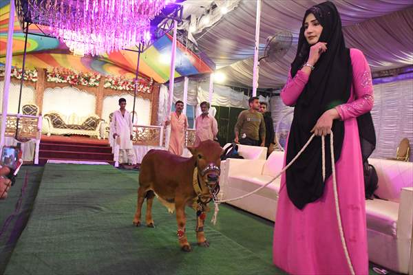 Meet the world’s smallest cow in Pakistan