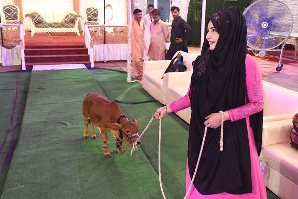 Meet the world’s smallest cow in Pakistan