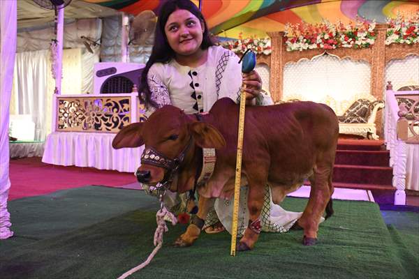 Meet the world’s smallest cow in Pakistan
