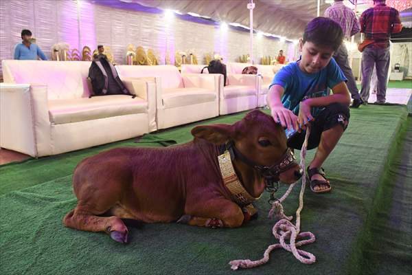 Meet the world’s smallest cow in Pakistan