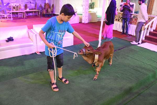 Meet the world’s smallest cow in Pakistan