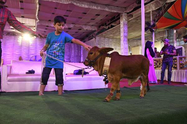Meet the world’s smallest cow in Pakistan