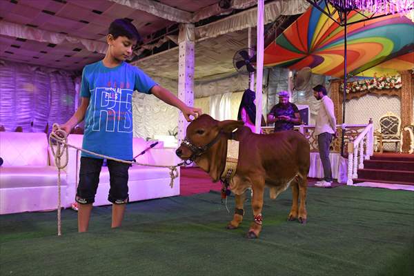 Meet the world’s smallest cow in Pakistan