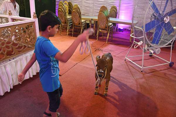 Meet the world’s smallest cow in Pakistan