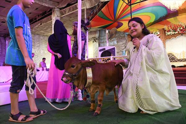 Meet The Worlds Smallest Cow In Pakistan Anadolu Images