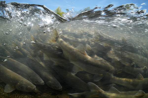 Journey of pearl mullet fish in Turkiye's Lake Van