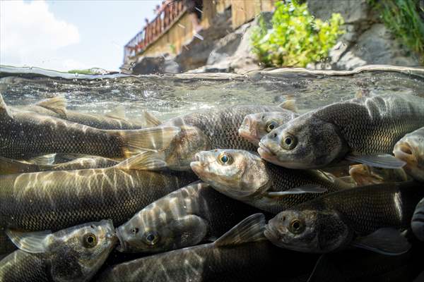 Journey of pearl mullet fish in Turkiye's Lake Van