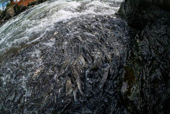 Journey of pearl mullet fish in Turkiye's Lake Van