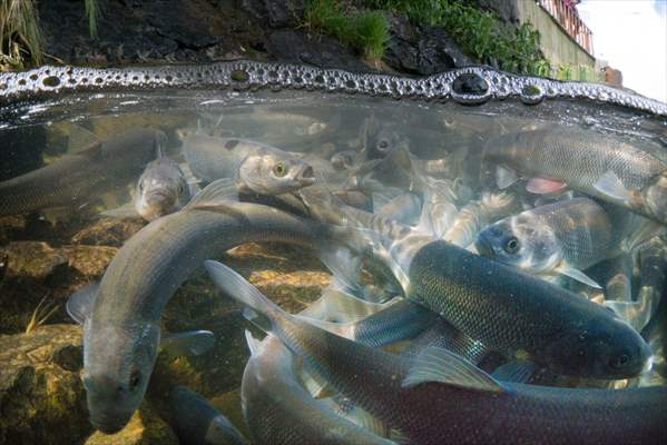 Journey of pearl mullet fish in Turkiye's Lake Van