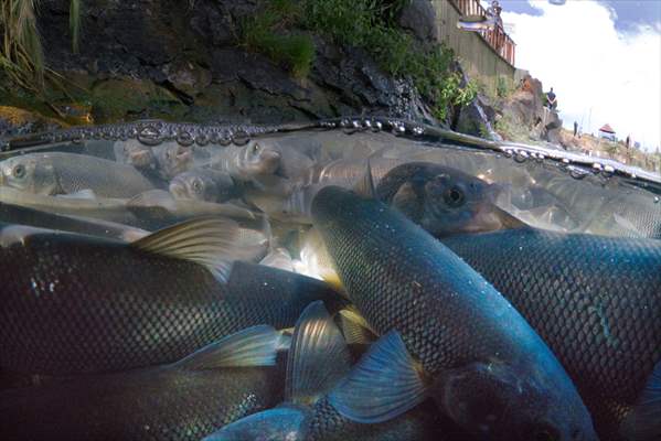 Journey of pearl mullet fish in Turkiye's Lake Van