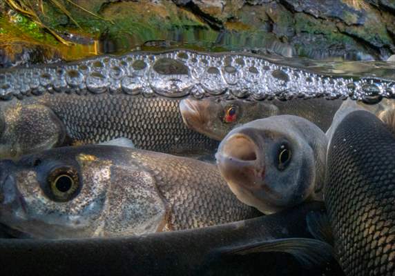 Journey of pearl mullet fish in Turkiye's Lake Van