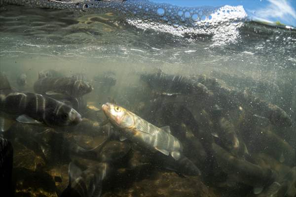 Journey of pearl mullet fish in Turkiye's Lake Van