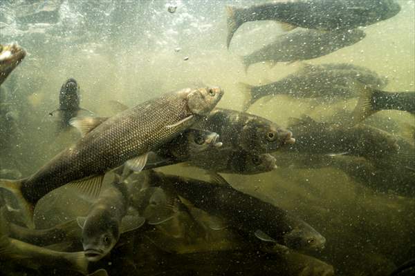 Journey of pearl mullet fish in Turkiye's Lake Van