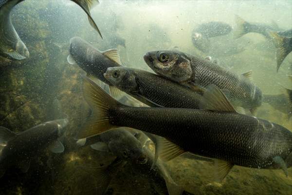 Journey of pearl mullet fish in Turkiye's Lake Van