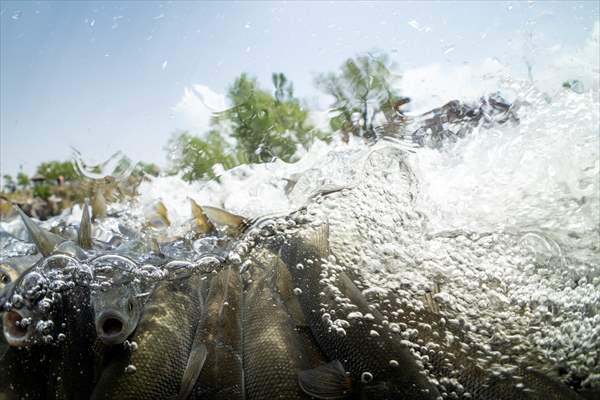 Journey of pearl mullet fish in Turkiye's Lake Van