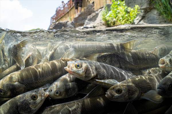 Journey of pearl mullet fish in Turkiye's Lake Van