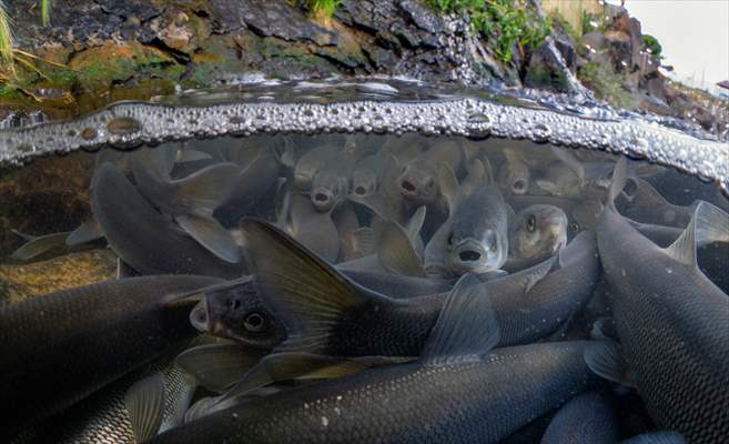 Journey of pearl mullet fish in Turkiye's Lake Van