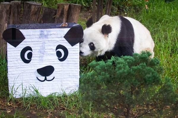 Giant pandas Shuan Shuan and Xin Xin celebrate their birthday in Mexico City