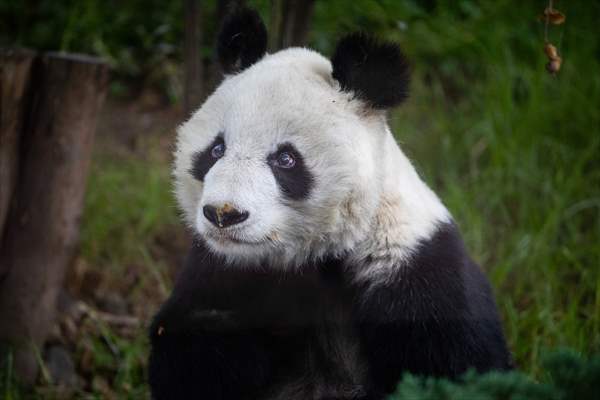 Giant pandas Shuan Shuan and Xin Xin celebrate their birthday in Mexico City