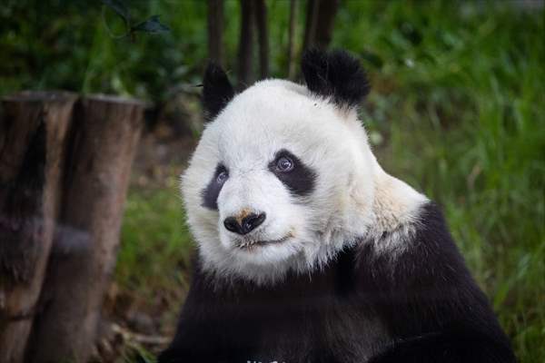 Giant pandas Shuan Shuan and Xin Xin celebrate their birthday in Mexico City