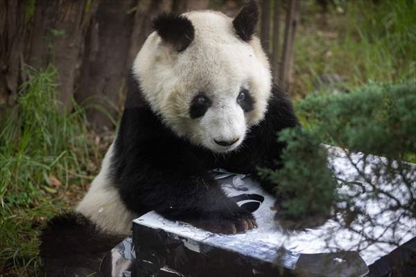 Giant pandas Shuan Shuan and Xin Xin celebrate their birthday in Mexico City