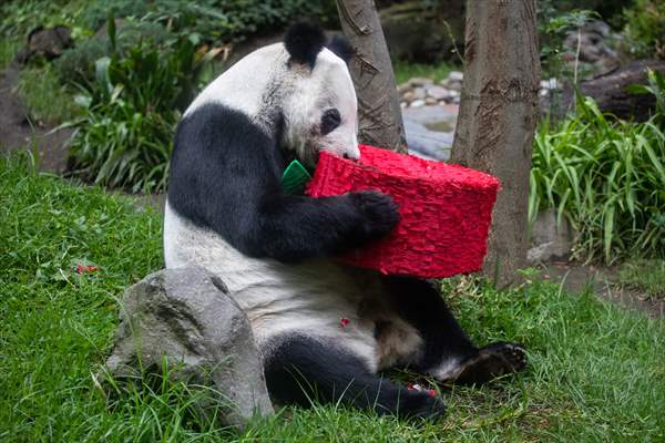 Giant pandas Shuan Shuan and Xin Xin celebrate their birthday in Mexico City