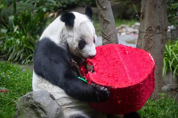 Giant pandas Shuan Shuan and Xin Xin celebrate their birthday in Mexico City