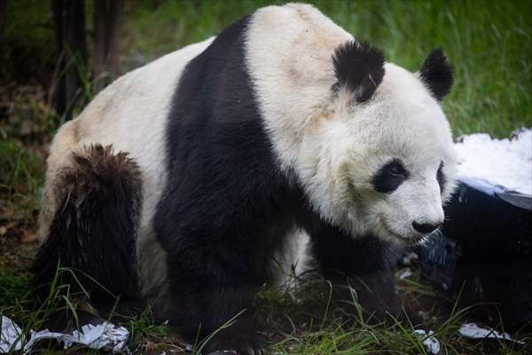 Giant pandas Shuan Shuan and Xin Xin celebrate their birthday in Mexico City