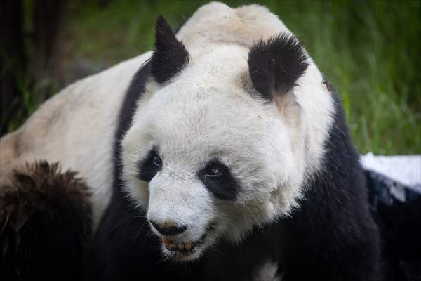 Giant pandas Shuan Shuan and Xin Xin celebrate their birthday in Mexico City