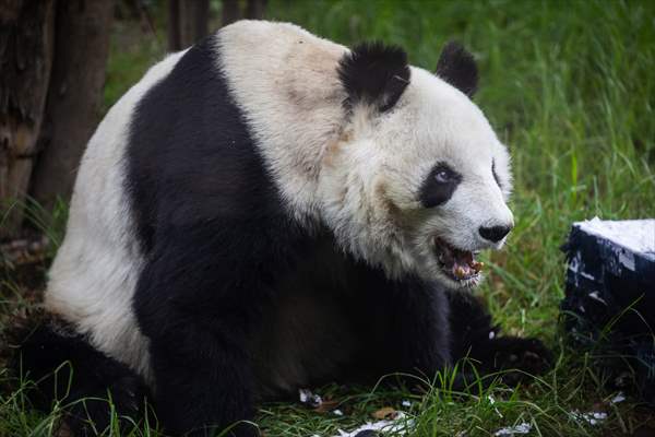 Giant pandas Shuan Shuan and Xin Xin celebrate their birthday in Mexico City