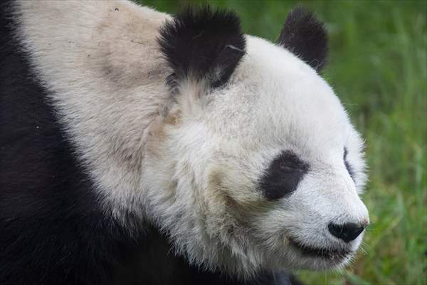 Giant pandas Shuan Shuan and Xin Xin celebrate their birthday in Mexico City