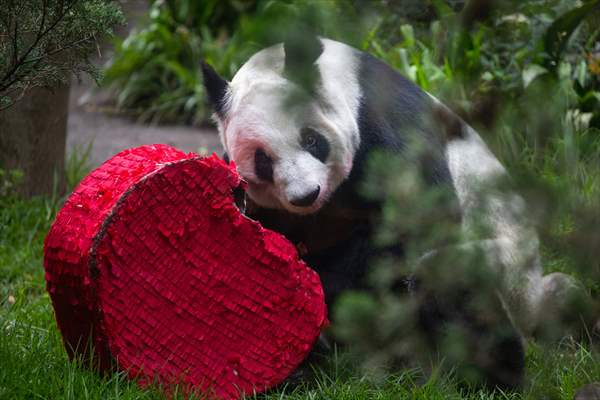 Giant pandas Shuan Shuan and Xin Xin celebrate their birthday in Mexico City