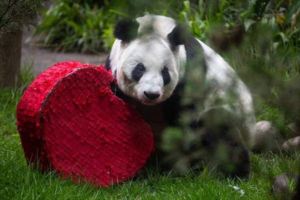 Giant pandas Shuan Shuan and Xin Xin celebrate their birthday in Mexico City