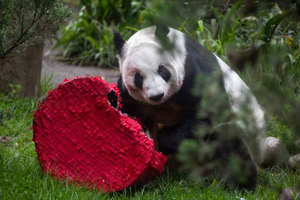 Giant pandas Shuan Shuan and Xin Xin celebrate their birthday in Mexico City