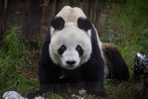 Giant pandas Shuan Shuan and Xin Xin celebrate their birthday in Mexico City