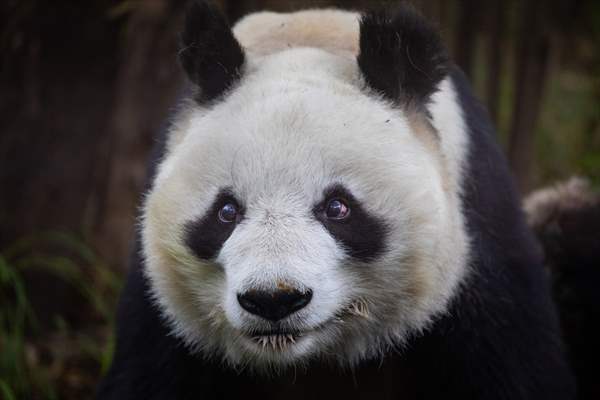 Giant pandas Shuan Shuan and Xin Xin celebrate their birthday in Mexico City